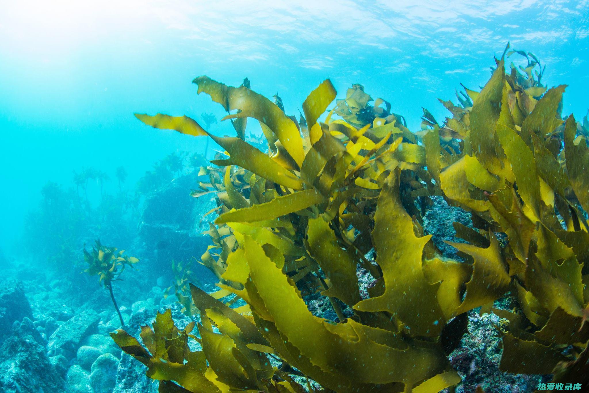 昆布海草水：解锁其令人惊叹的健康益处 (昆布海草水)