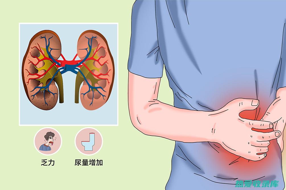 治疗肾阳虚的中药方子：改善寒证、补肾益气 (治疗肾阳虚的中药处方)