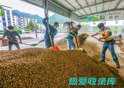 临岐中药材市场：中药大宝库，养生健康新选择 (临岐中药材市场)