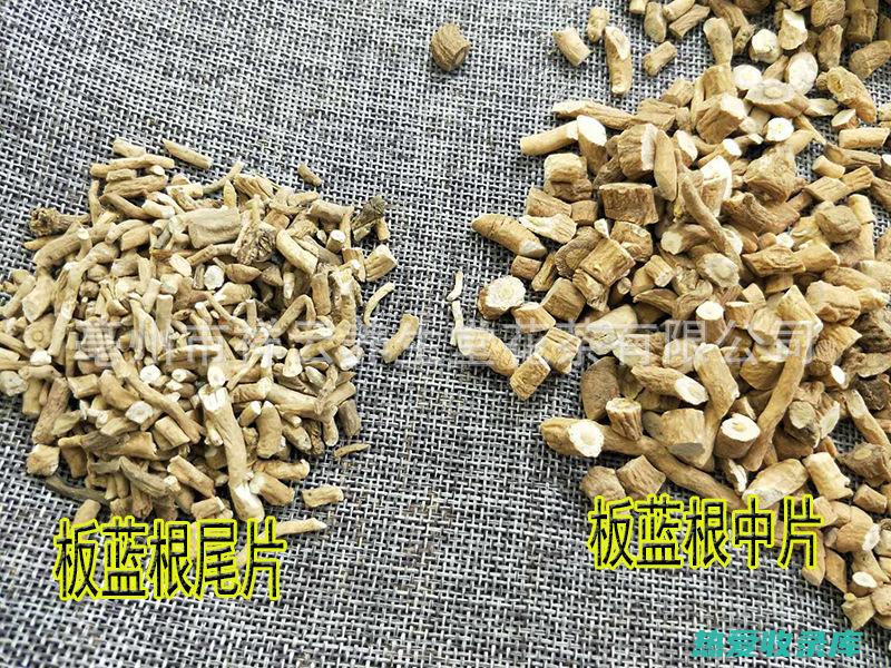 青稿根的功效与作用：保肝护肾、增强免疫、抗菌消炎 (青根草功效与作用是什么)