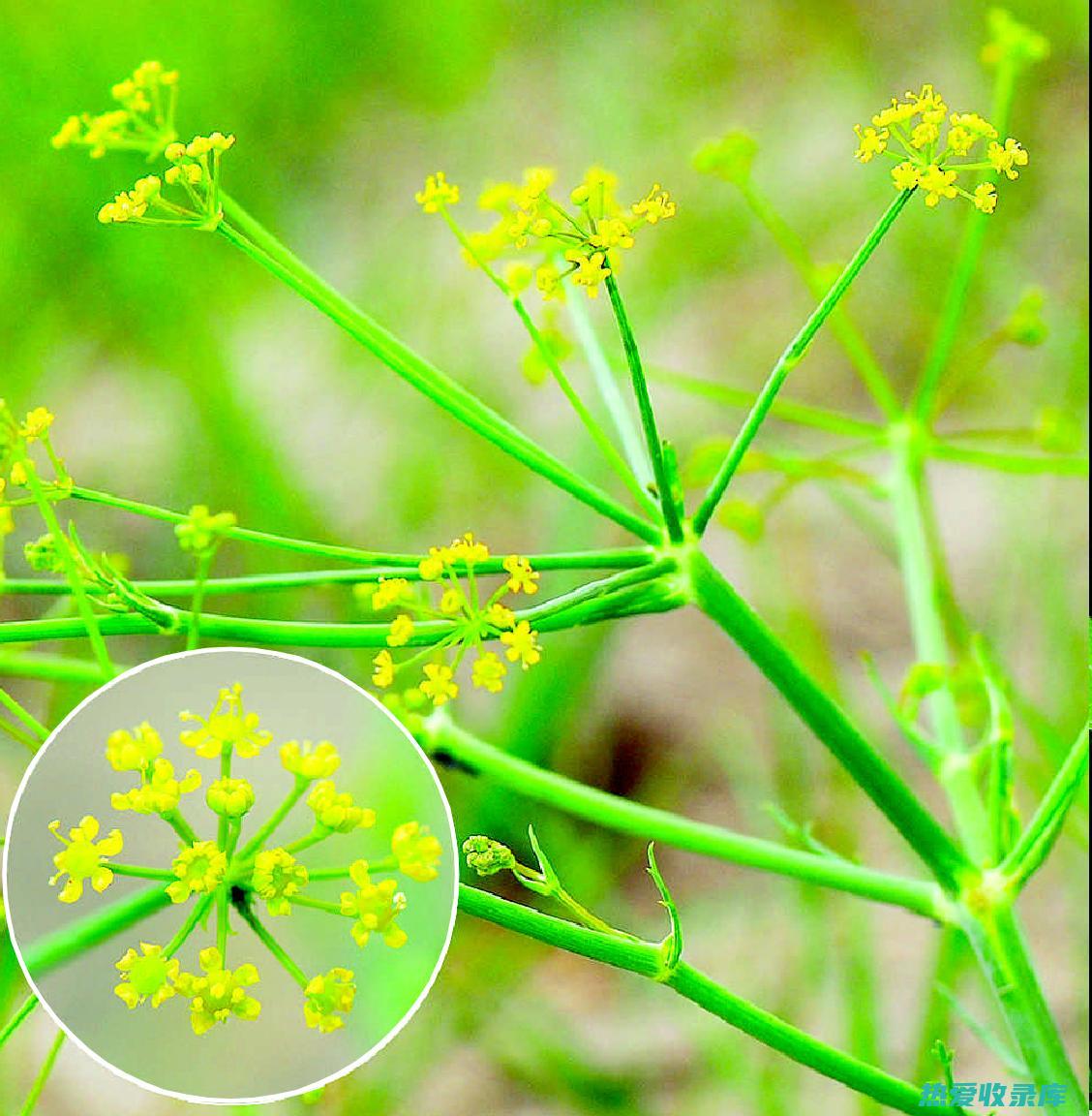 木贱草的药用功效：消肿止痛、清热解毒、凉血止血 (木贱草的药用与功效)