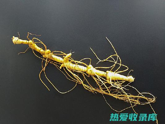 中药黄精的功效与副作用：揭开养生秘宝的神秘面纱 (中药黄芪精的功效与作用)