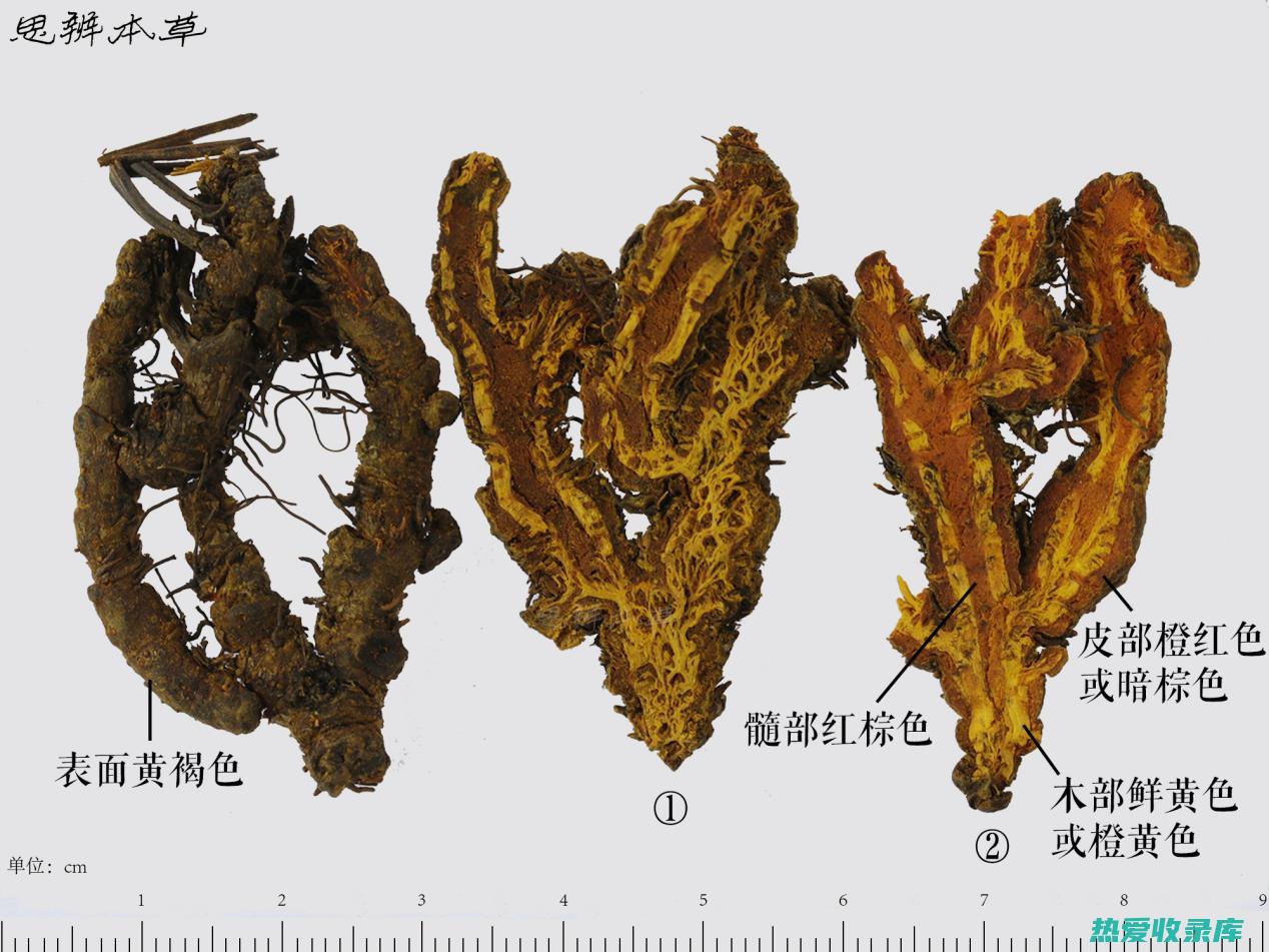 川黄连的药用功效：深度解读其止血、消炎、解毒等作用 (川黄连的药用价值)