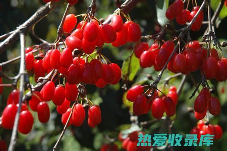 山茱萸子的神奇功效 (山茱萸子的功效)