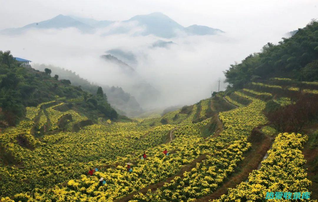 汉中药产——中药材之乡，名贵药材荟萃 (汉中药材)