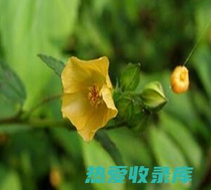 拔毒散：治疗各种毒虫咬伤、蛇咬伤、蜂蜇伤的功效 (拔毒散治疗带状疱疹)