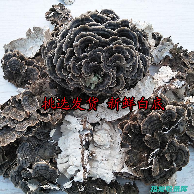 黄云芝的功效与作用：从抗癌到免疫增强 (黄云芝的功效与作用吃法)