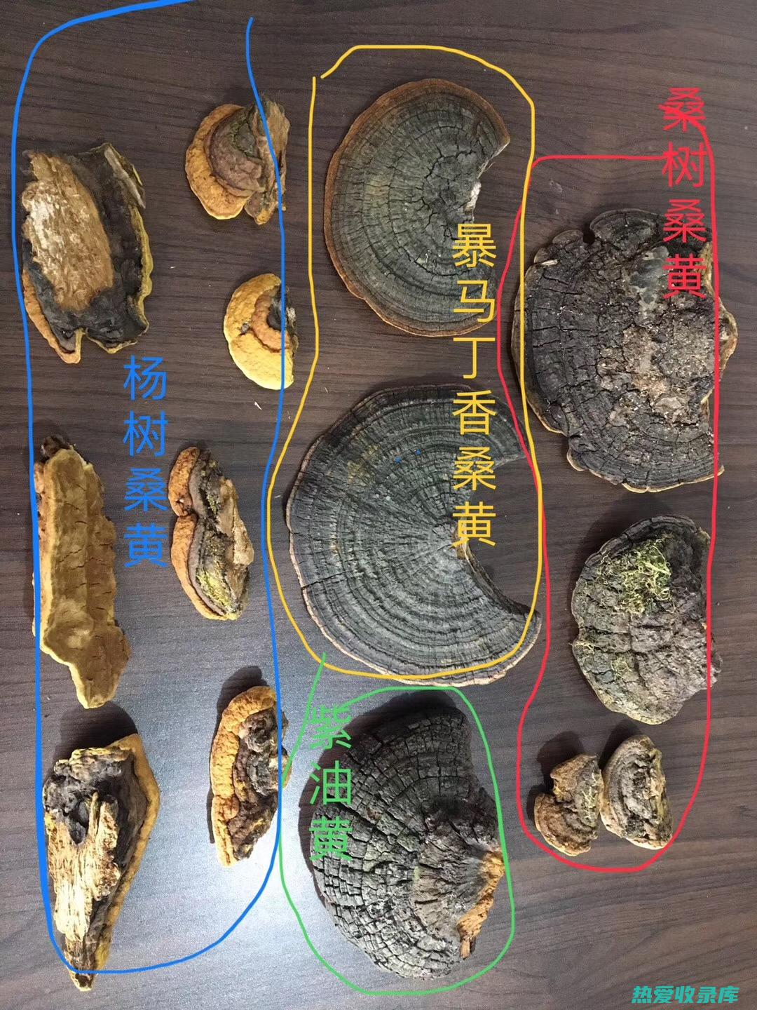 探索桑几参的功效与作用：一种神奇的草药