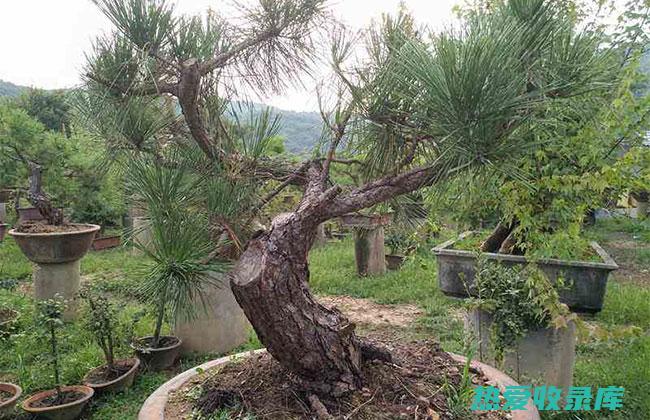 黑松节的功效与作用 (黑松有什么功效)