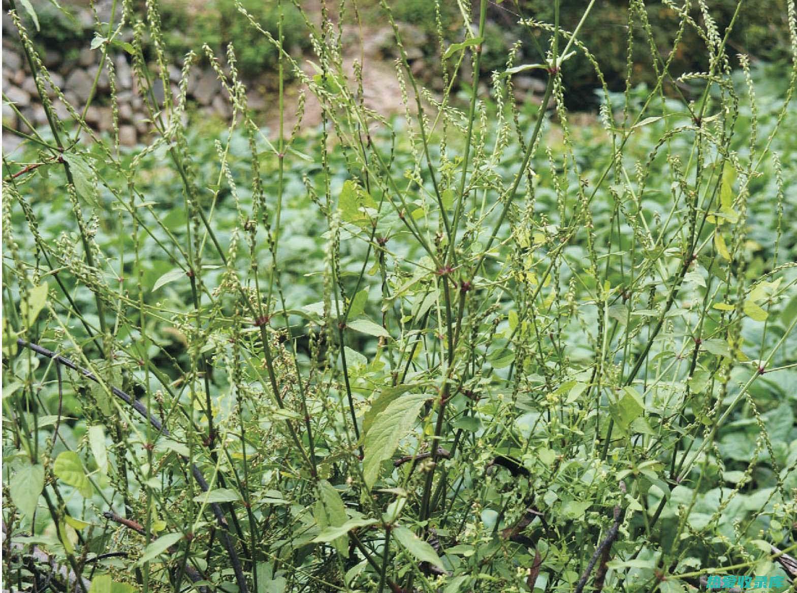 牛膝：图片赏析，揭示神奇的药用功效 (牛膝图片大全)