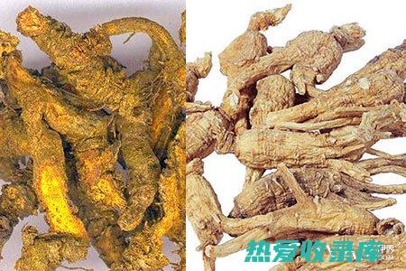 喝黄连的功效与作用：抗菌、消炎、清热解毒 (喝黄连的功效与作用)