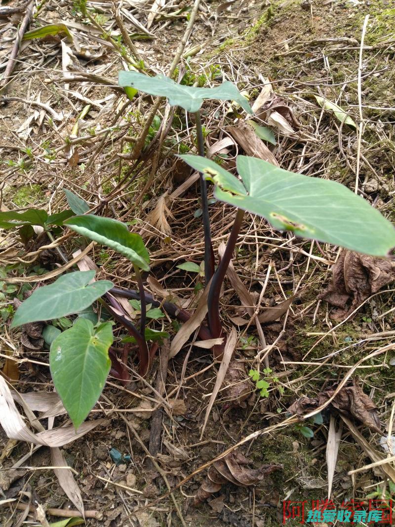 吴芋的功效与作用及食用禁忌 (吴芋的功效与作用)