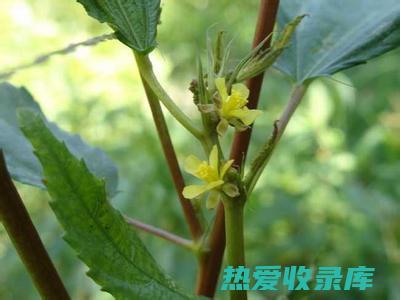 冬葵子的功效与作用：养阴润肺、清热化痰、止咳平喘 (冬葵子的功效与作用及禁忌)