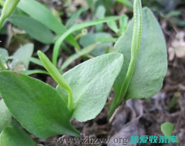 中药小草的强大功效及作用：探索自然界的宝贵药材 (中药小草的强度是多少)