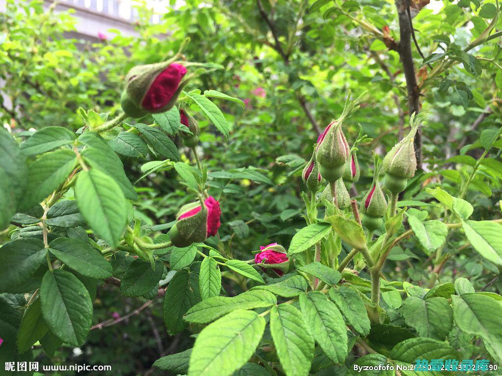 中药双花的别名：紫草、赤芍、牡丹皮 (中药双花的别名)