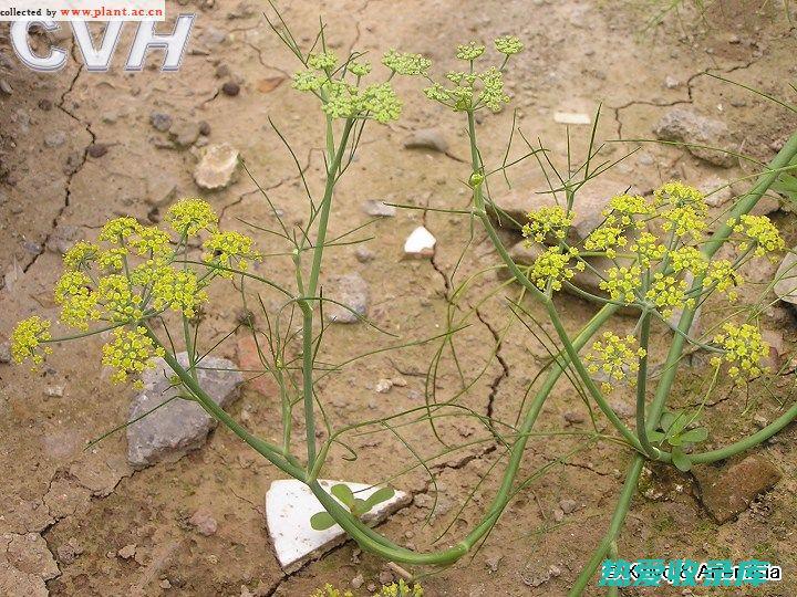 茴香草：一种有益健康的传统中药 (茴香草是怎么的吃法)