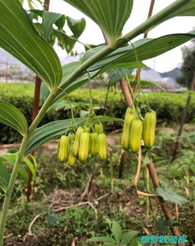 中医补脾圣药：名贵药材大盘点，养护脾胃，调理五脏 (中医补脾圣药是什么)