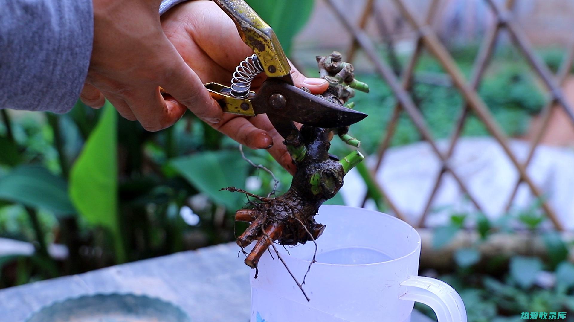 月季花的根系功效：具有药用价值，可清热解毒、活血化瘀 (月季花的根系是什么根系)