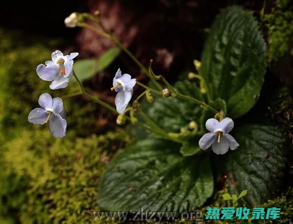 耳朵草长在什么地方