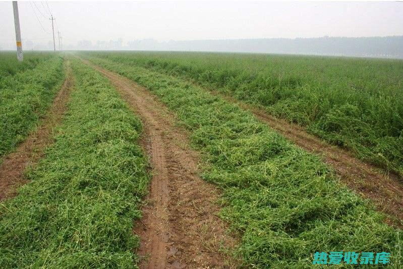 贵州适合种植的中药材