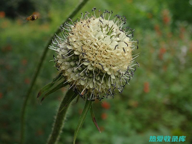 续断的药用功效 (续断的药用功效与主治)