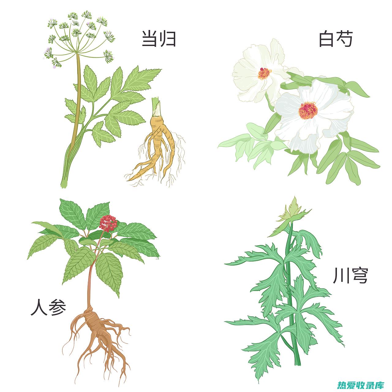 元麻中草药的功效