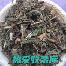 中药莶草的药用价值和疗效 (中药葎草)