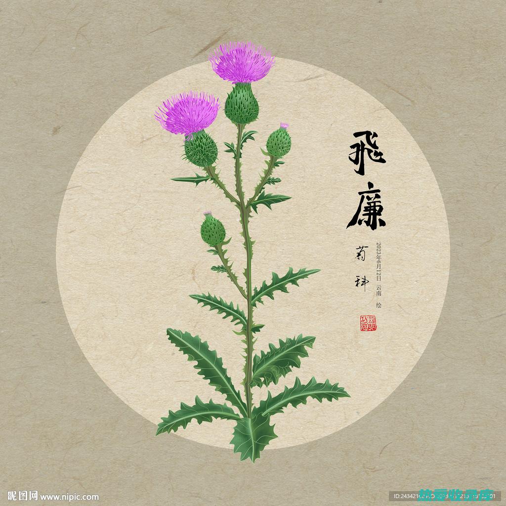 飞廉：中草药的传承与应用 (飞廉中草药功能与主治)