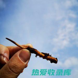 冬虫夏草：补肾益肺，强精壮阳(冬虫夏草补什么方面的)