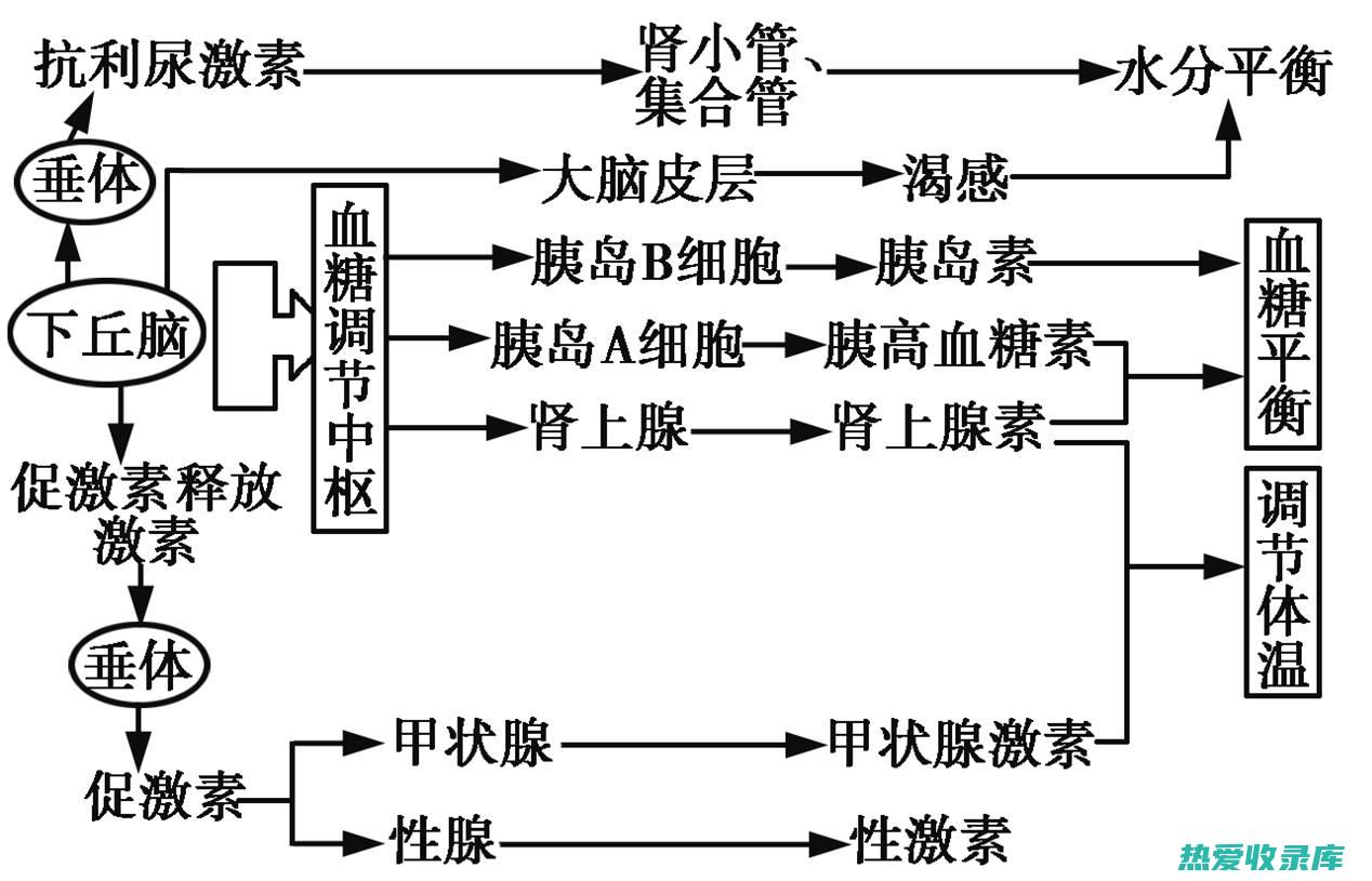 调节血糖 (调节血糖最主要的器官是)