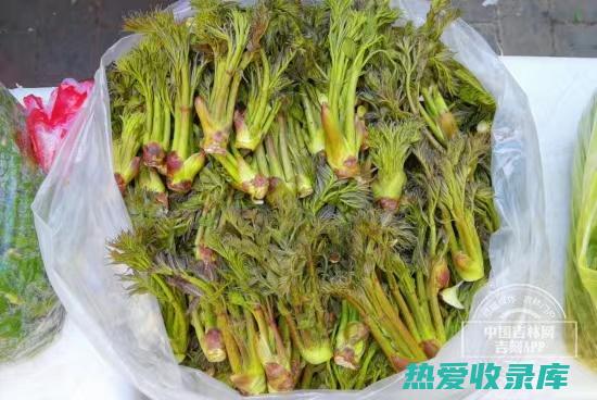 树菜的神奇健康功效 (树菜有什么功效作用)