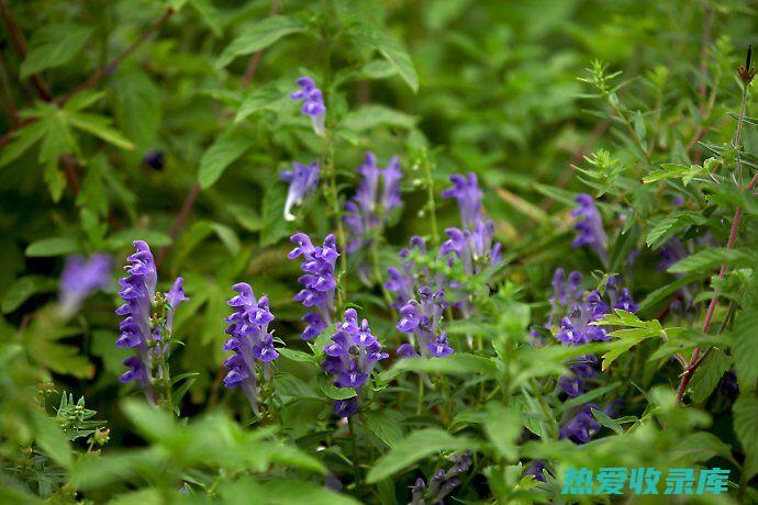 中药黄芩的正确读音 (中药黄芩的正确配伍)