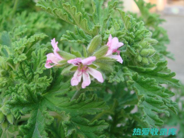 蚊舌草的惊人功效：用途和好处 (白花蚊舌草)