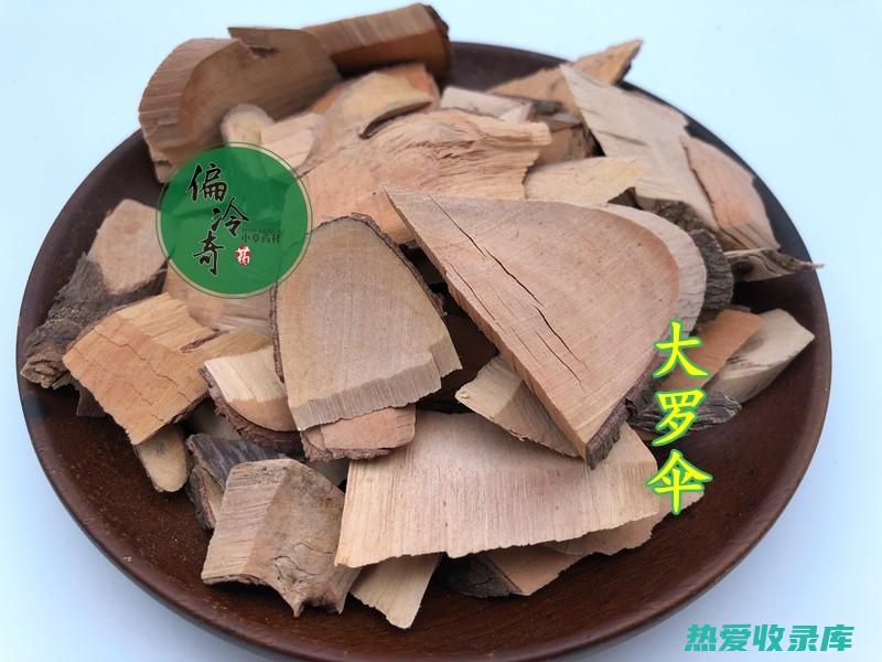 大罗伞：功效与主治 (大罗伞功效主治)