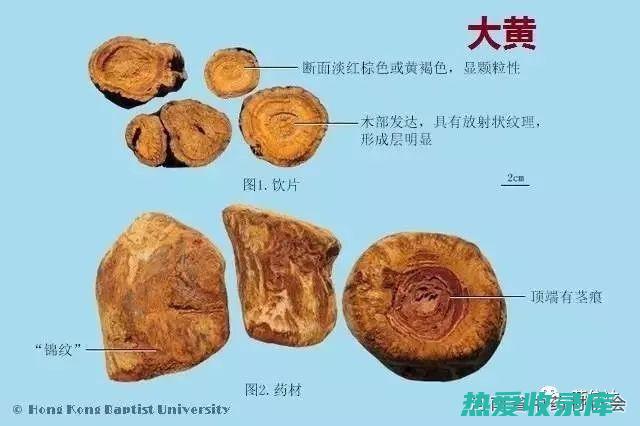 大黄根：功效与作用 (大黄根功效作用与主治与用量)