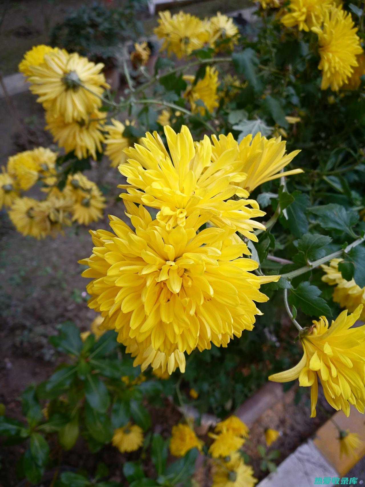 菊花 10g(菊花10g有多少)