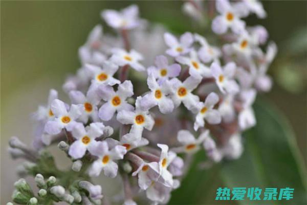 密蒙花功效与副作用