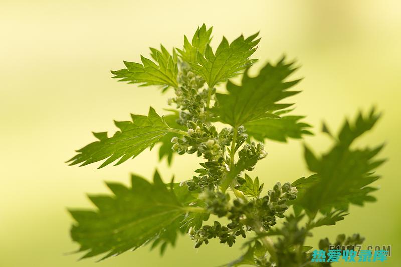 中草药贝麻的卓越功效 (贝麻子的图片大全)