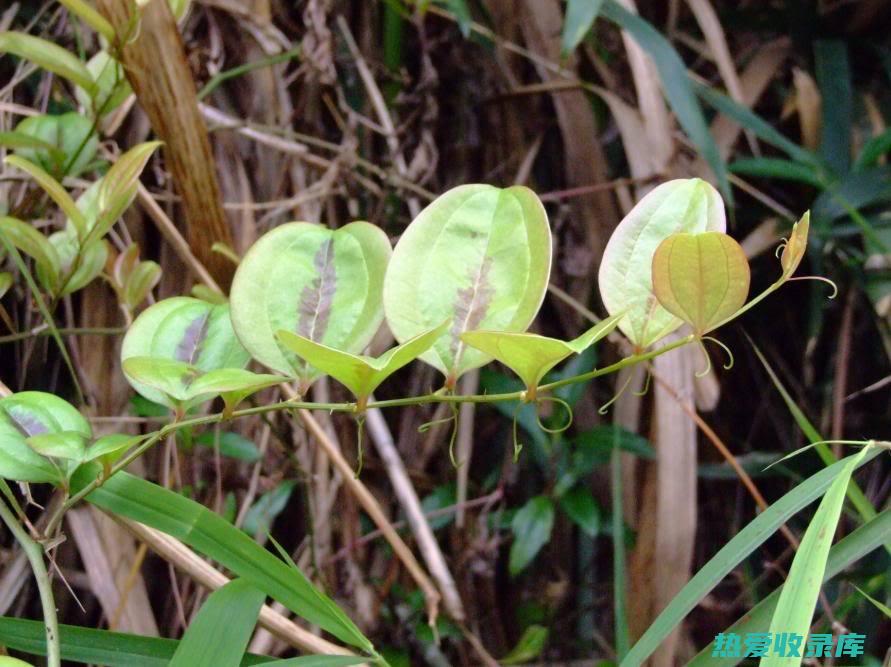 金刚藤草的非凡功效：探索其治疗潜力 (金刚藤草的非主要成分)