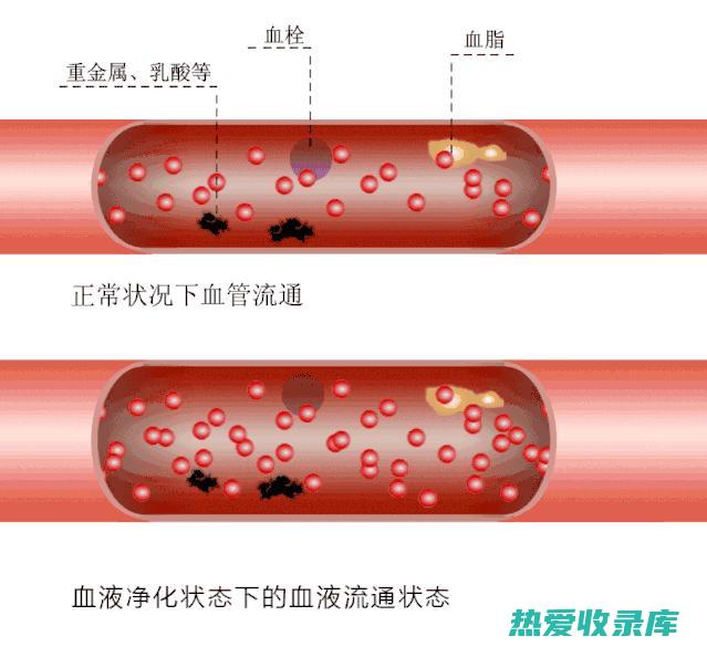 净化血液的中药