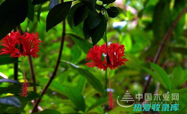 吊灯花叶的功效与作用： (吊灯花是什么植物)