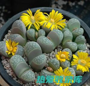 石草花的奇效：从药用价值到营养补给 (石草花是什么)