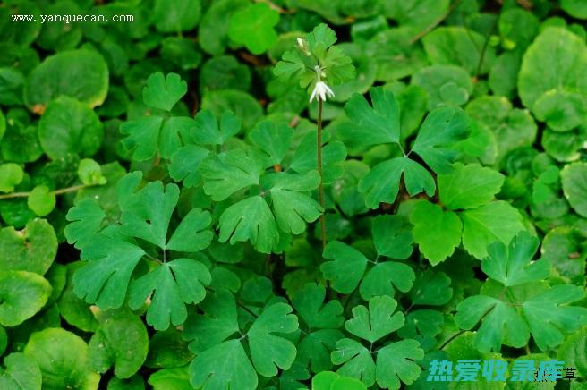 天葵草的药理功效与临床应用 (天葵草的药理功效)