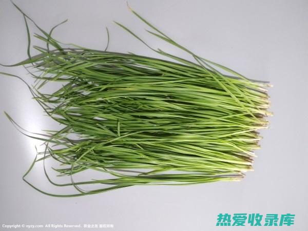 韭菜的功效、归经与作用 (韭菜的功效与作用及营养)