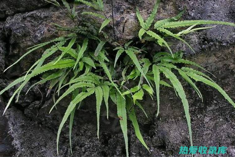 揭秘凤尾草的强大功效 (揭秘凤尾草的作者是谁)