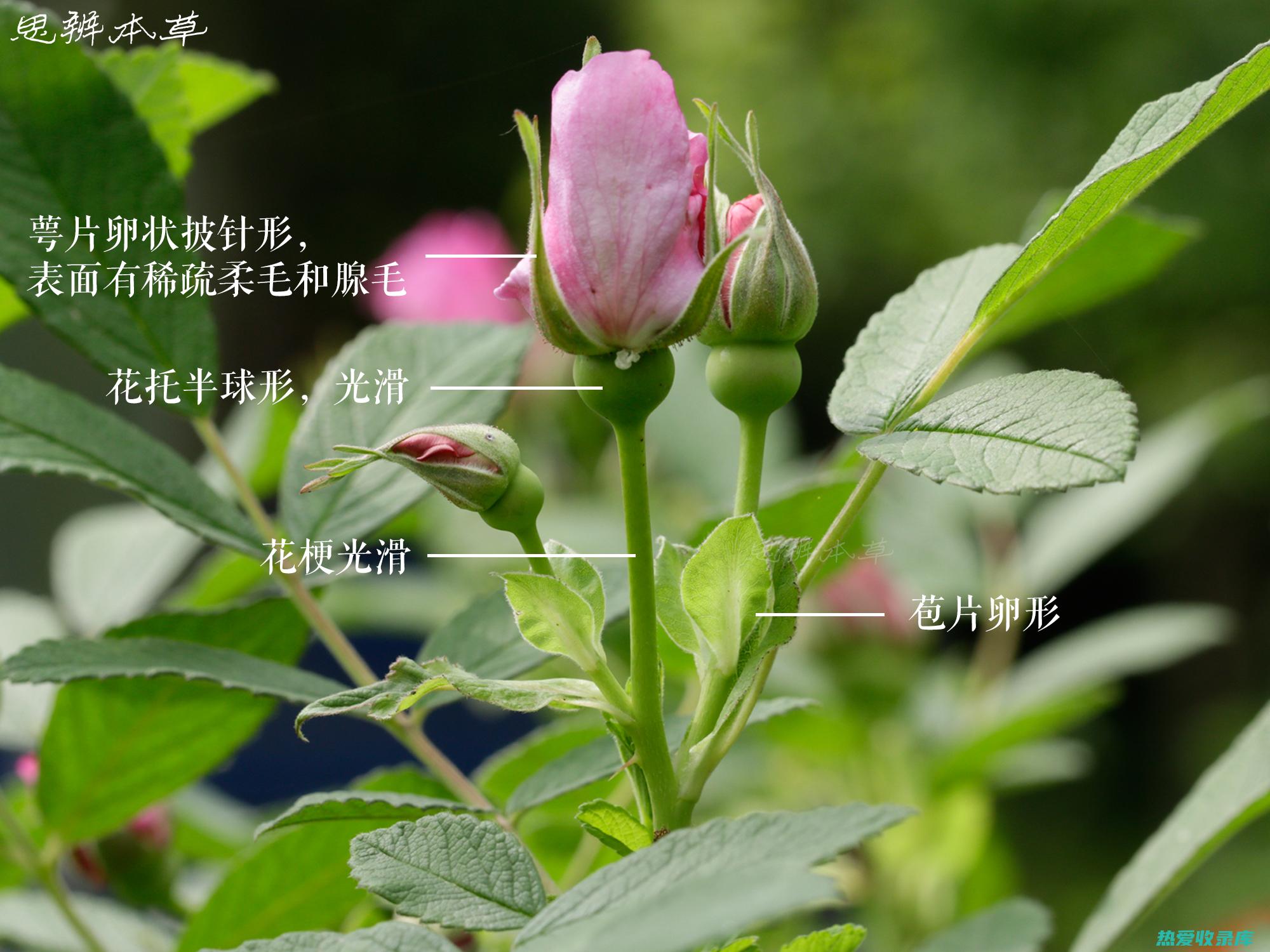 月季花药用价值：探索其功效和应用 (月季花药用价值和功效)