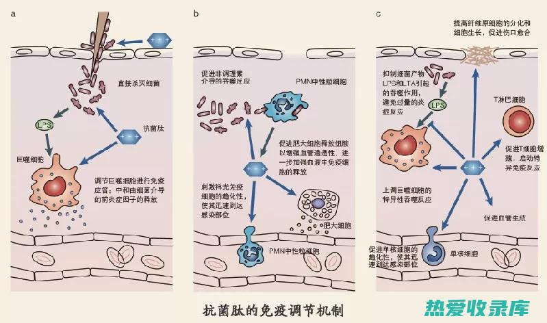 抗炎作用：松寄生中的松寄生酚和松寄生酸具有抗炎消肿的作用，可用于治疗关节炎和肠炎等疾病。 (抗炎松说明书)