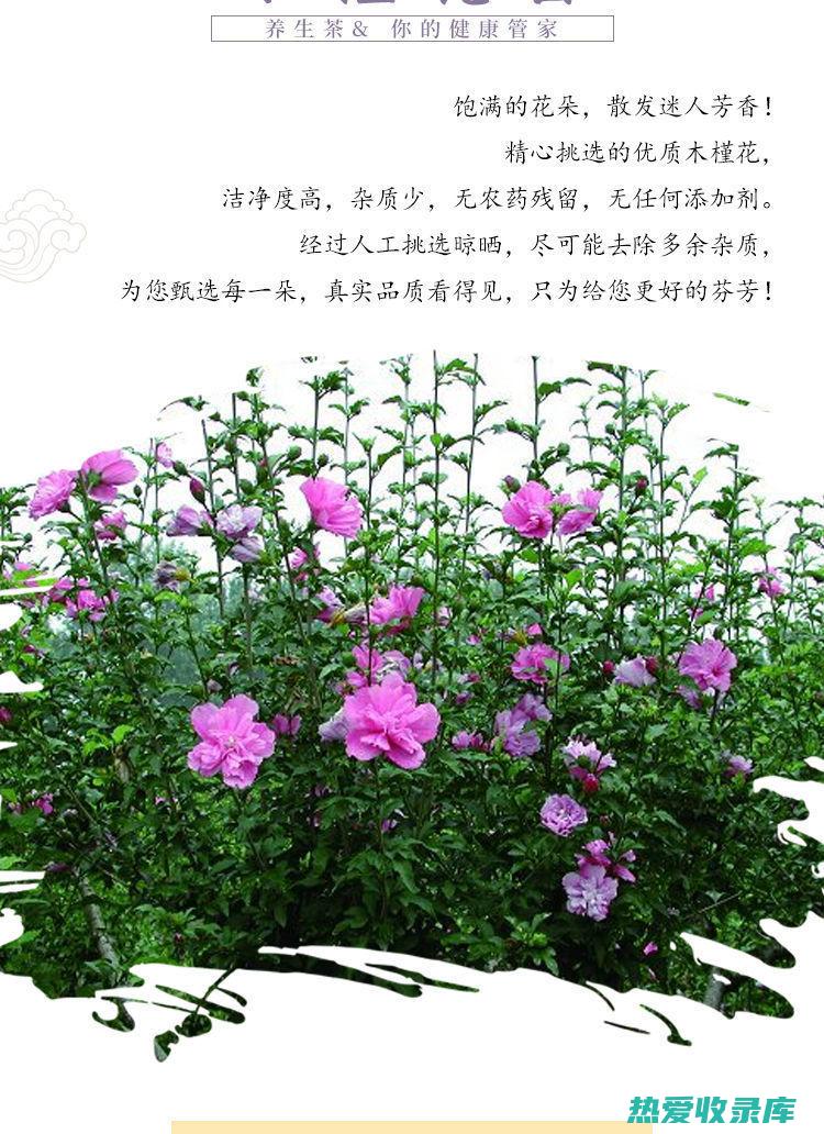 白木槿花茶功效与作用 (白木槿花茶功效与禁忌)