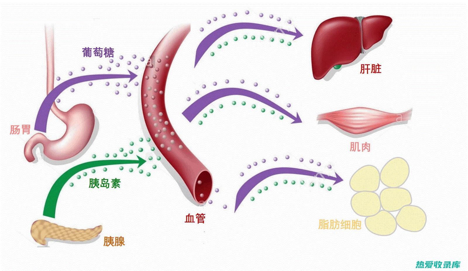 降血糖作用：松寄生中含有降血糖成分松寄生皂苷，可抑制葡萄糖苷酶活性，降低血糖水平。 (降血糖作用机制为抑制a-葡萄糖苷酶的药物 是)