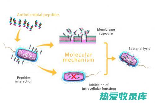 可用于治疗细菌性感染